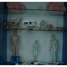 Acupuncture Model Male and Female with Different Size